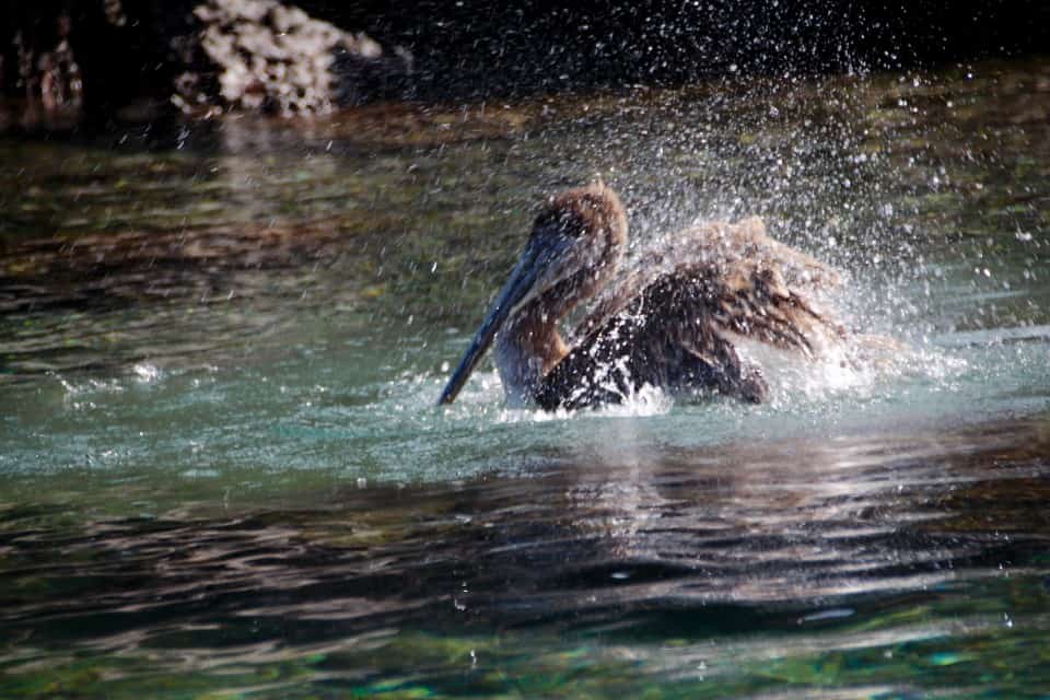 The Galapagos Islands, Birds of a Feather, Galapagos Finches, Galapagos Islands, Galápagos Islands, Galapagos bird, Galapagos animals