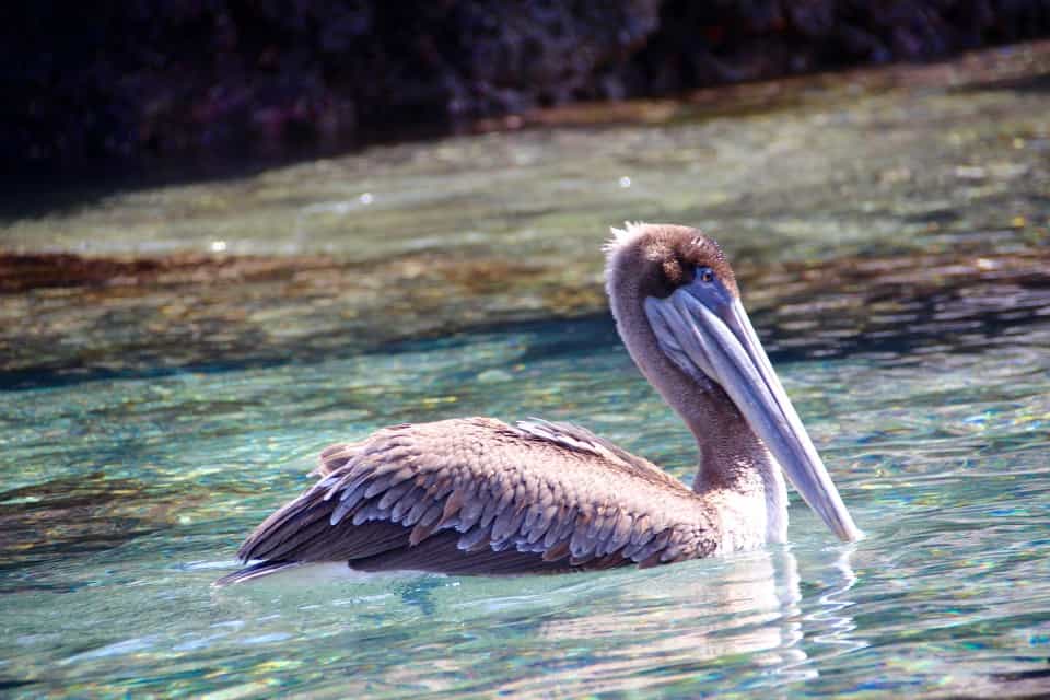 The Galapagos Islands, Birds of a Feather, Galapagos Finches, Galapagos Islands, Galápagos Islands, Galapagos bird, Galapagos animals