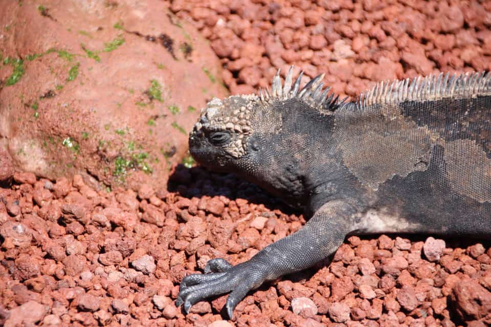 The Galapagos Islands, Galapagos holidays, Galapagos Islands Holidays, Galapagos Islands facts, Tour a Galapagos, Galapagos islands map