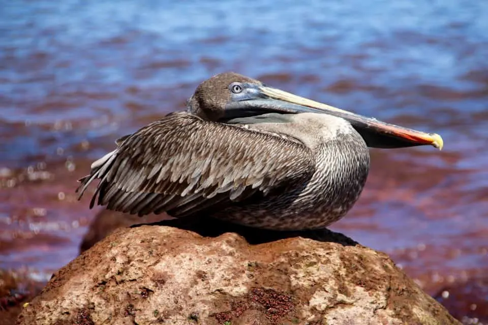 The Galapagos Islands, Birds of a Feather, Galapagos Finches, Galapagos Islands, Galápagos Islands, Galapagos bird, Galapagos animals