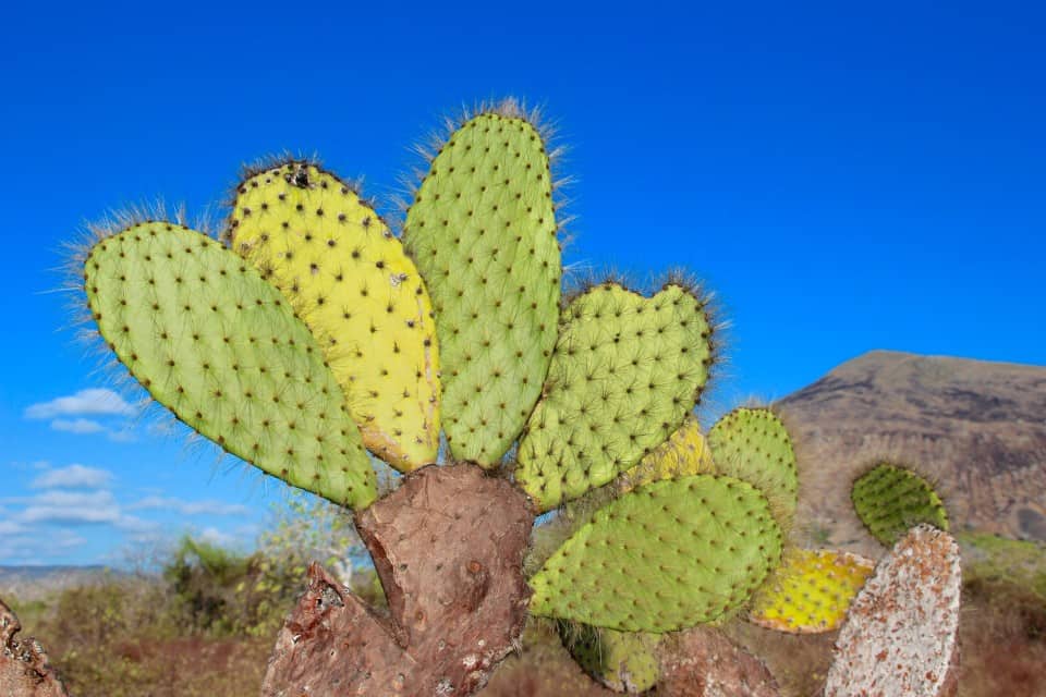 The Galapagos Islands, Galapagos holidays, Galapagos Islands Holidays, Galapagos Islands facts, Tour a Galapagos, Galapagos islands map