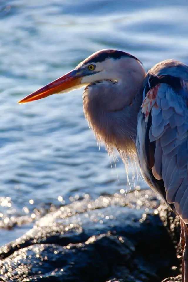 The Galapagos Islands, Birds of a Feather, Galapagos Finches, Galapagos Islands, Galápagos Islands, Galapagos bird, Galapagos animals