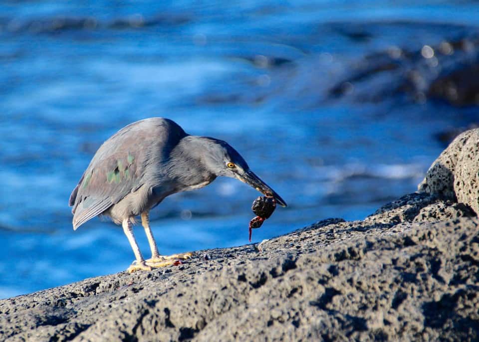 The Galapagos Islands, Birds of a Feather, Galapagos Finches, Galapagos Islands, Galápagos Islands, Galapagos bird, Galapagos animals