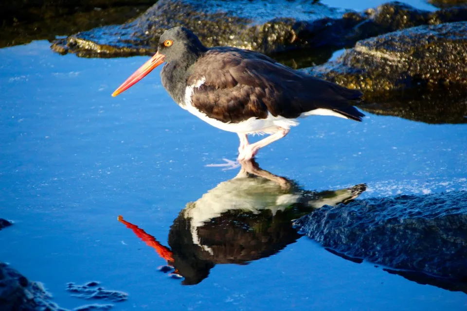 The Galapagos Islands, Birds of a Feather, Galapagos Finches, Galapagos Islands, Galápagos Islands, Galapagos bird, Galapagos animals