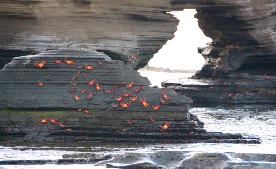 The Galapagos Islands, Galapagos holidays, Galapagos Islands Holidays, Galapagos Islands facts, Tour a Galapagos, Galapagos islands map