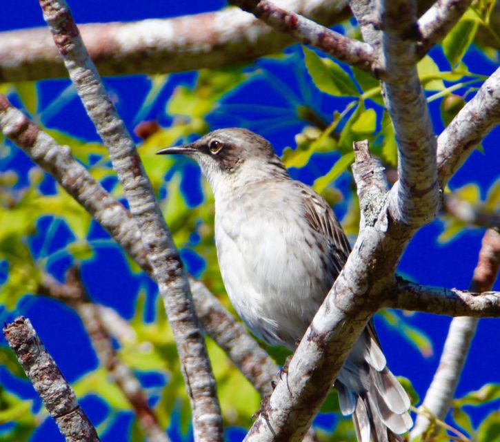 The Galapagos Islands, Birds of a Feather, Galapagos Finches Galapagos Islands, Galápagos Islands