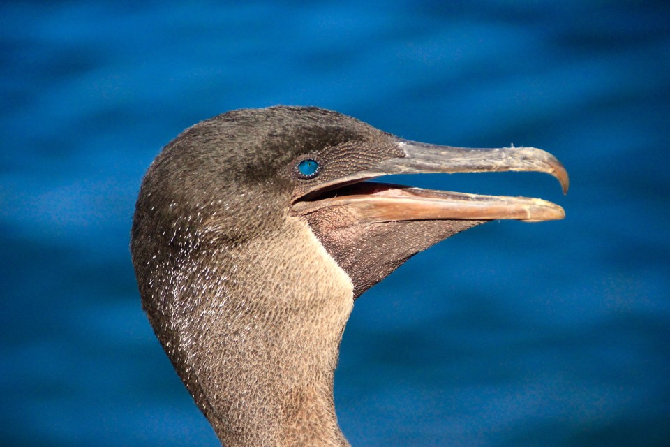 The Galapagos Islands, Birds of a Feather, Galapagos Finches, Galapagos Islands, Galápagos Islands