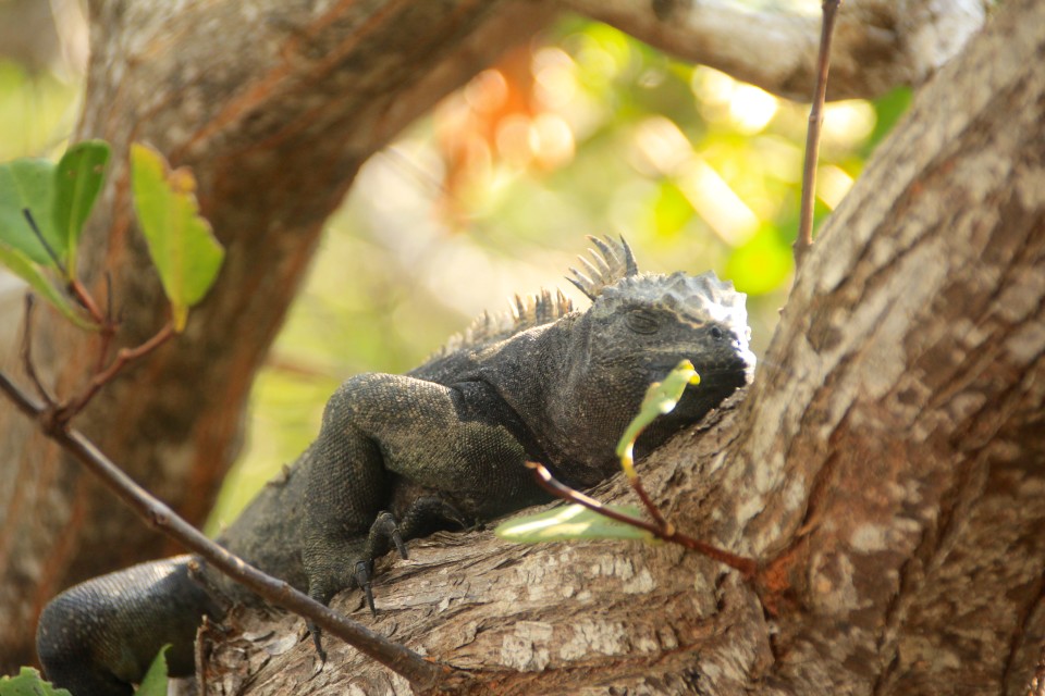 The Galapagos Islands, Galapagos holidays, Galapagos Islands Holidays, Galapagos Islands facts, Tour a Galapagos, Galapagos islands map