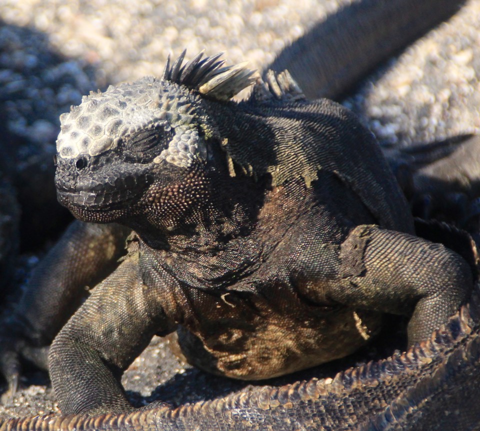 The Galapagos Islands, Galapagos holidays, Galapagos Islands Holidays, Galapagos Islands facts, Tour a Galapagos, Galapagos islands map
