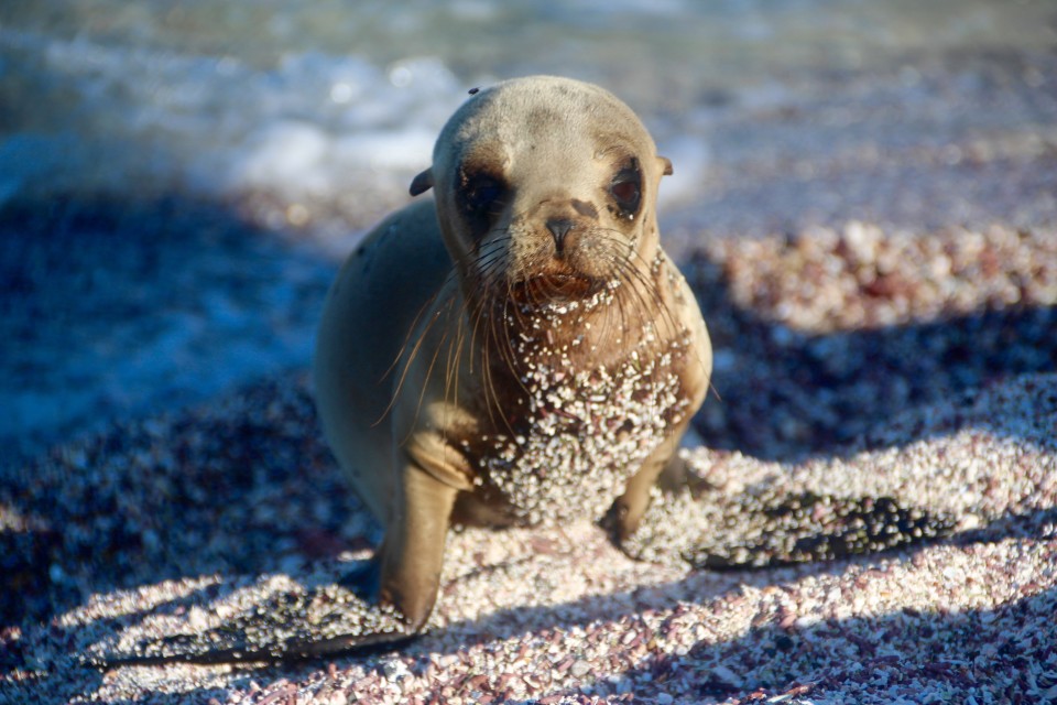 galapagos sea lion, The Galapagos Islands: An Archipelago Like No Other on Earth, Eclipse Yacht, Adventure Smith Explorations, Photo by PointsandTravel.com