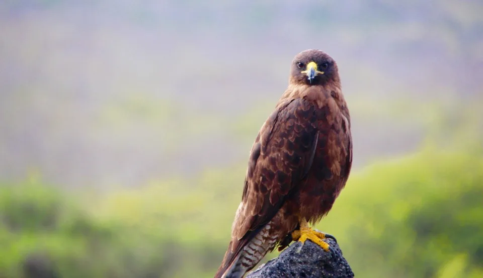 The Galapagos Islands, Birds of a Feather, Galapagos Finches, Galapagos Islands, Galápagos Islands