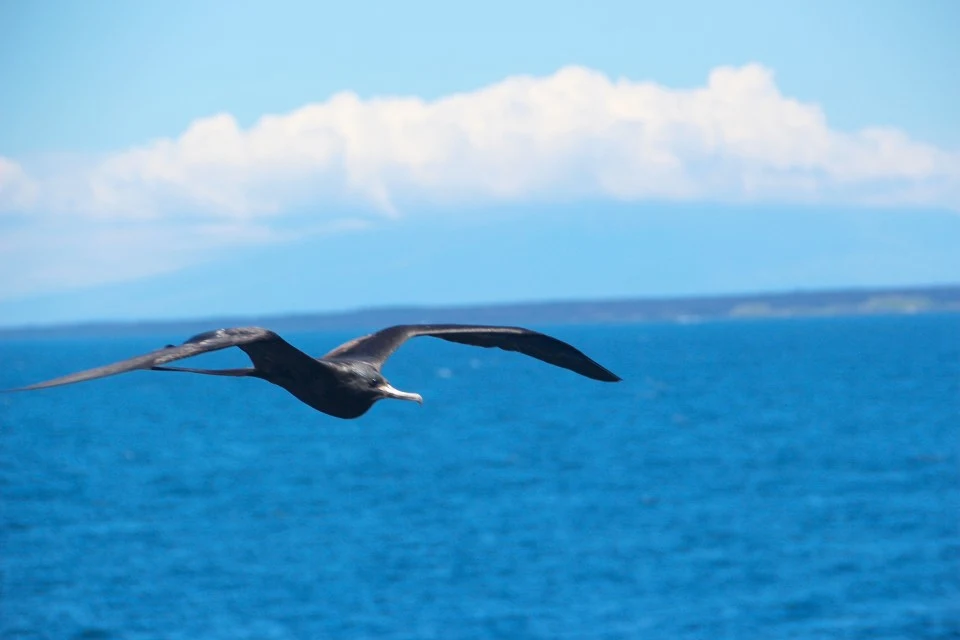 The Galapagos Islands, Birds of a Feather, Galapagos Finches, Galapagos Islands, Galápagos Islands, Galapagos bird, Galapagos animals