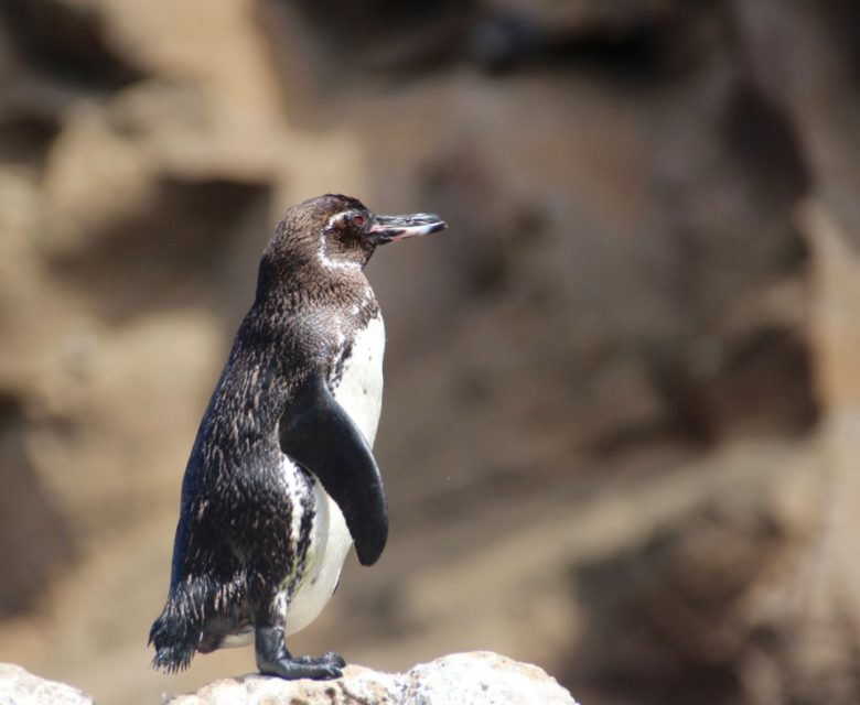 The Galapagos Islands, Birds of a Feather, Galapagos Finches, Galapagos Islands, Galápagos Islands