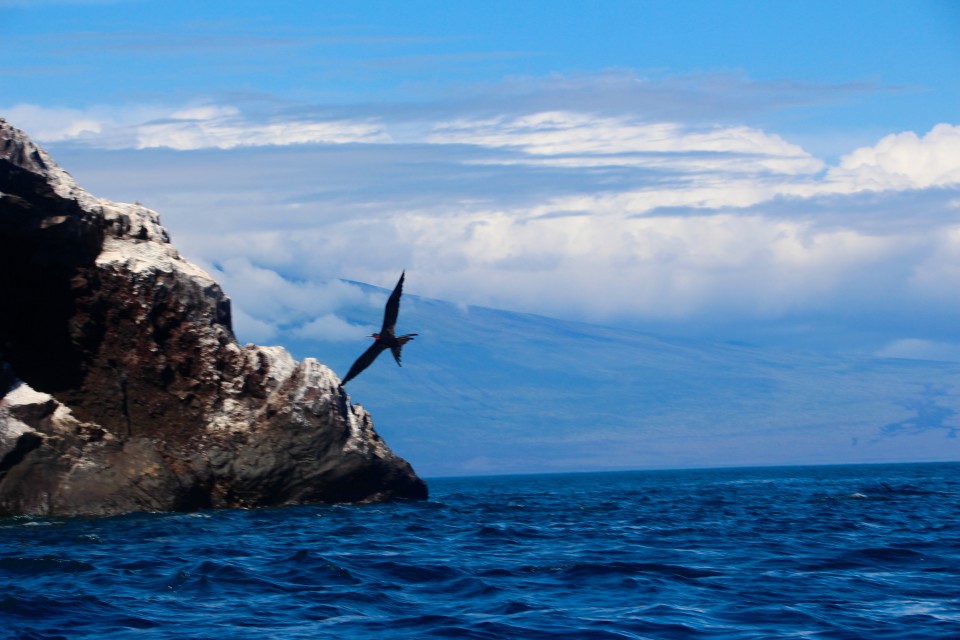 The Galapagos Islands, Birds of a Feather, Galapagos Finches, Galapagos Islands, Galápagos Islands, Galapagos birds