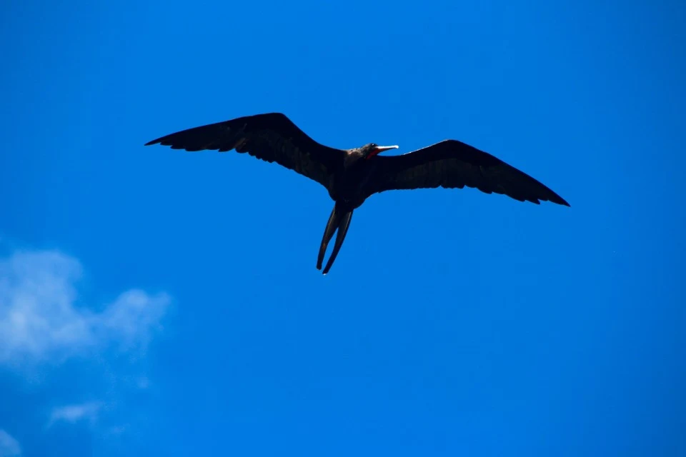 The Galapagos Islands, Birds of a Feather, Galapagos Finches, Galapagos Islands, Galápagos Islands