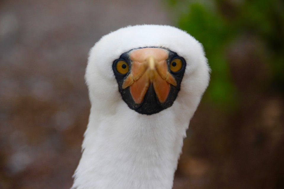 The Galapagos Islands, Birds of a Feather, Galapagos Finches, Galapagos Islands, Galápagos Islands