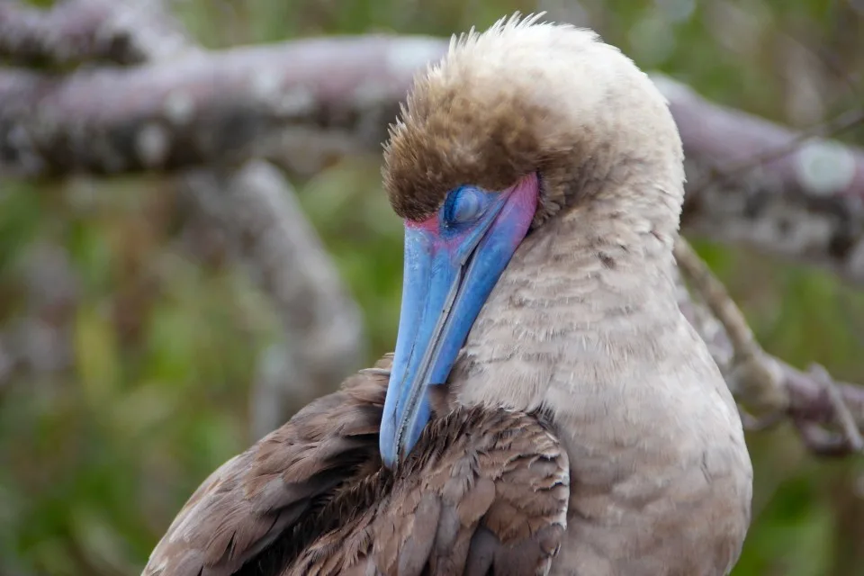 The Galapagos Islands, Birds of a Feather, Galapagos Finches, Galapagos Islands, Galápagos Islands, Galapagos bird, Galapagos animals