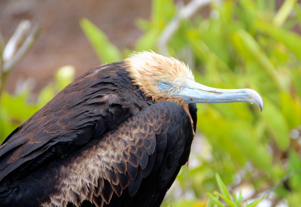 The Galapagos Islands, Birds of a Feather, Galapagos Finches, Galapagos Islands, Galápagos Islands