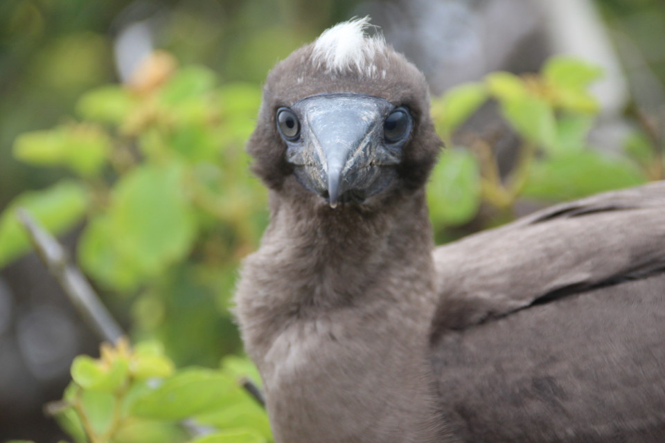 The Galapagos Islands, Birds of a Feather, Galapagos Finches, Galapagos Islands, Galápagos Islands