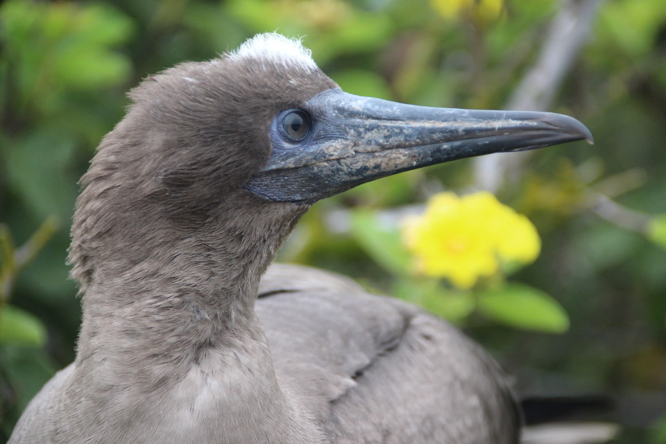 The Galapagos Islands, Birds of a Feather, Galapagos Finches, Galapagos Islands, Galápagos Islands, Galapagos birds