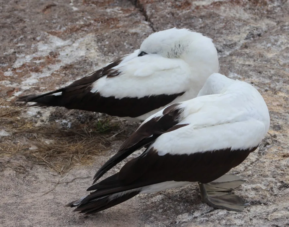 The Galapagos Islands, Birds of a Feather, Galapagos Finches, Galapagos Islands, Galápagos Islands, Galapagos birds