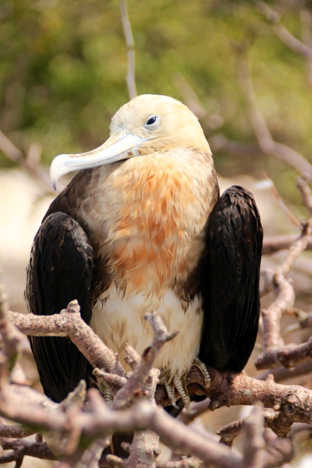 The Galapagos Islands, Birds of a Feather, Galapagos Finches, Galapagos Islands, Galápagos Islands, Galapagos birds