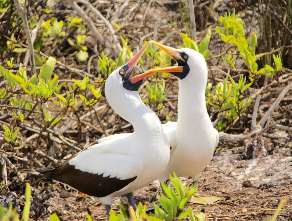 The Galapagos Islands, Birds of a Feather, Galapagos Finches, Galapagos Islands, Galápagos Islands