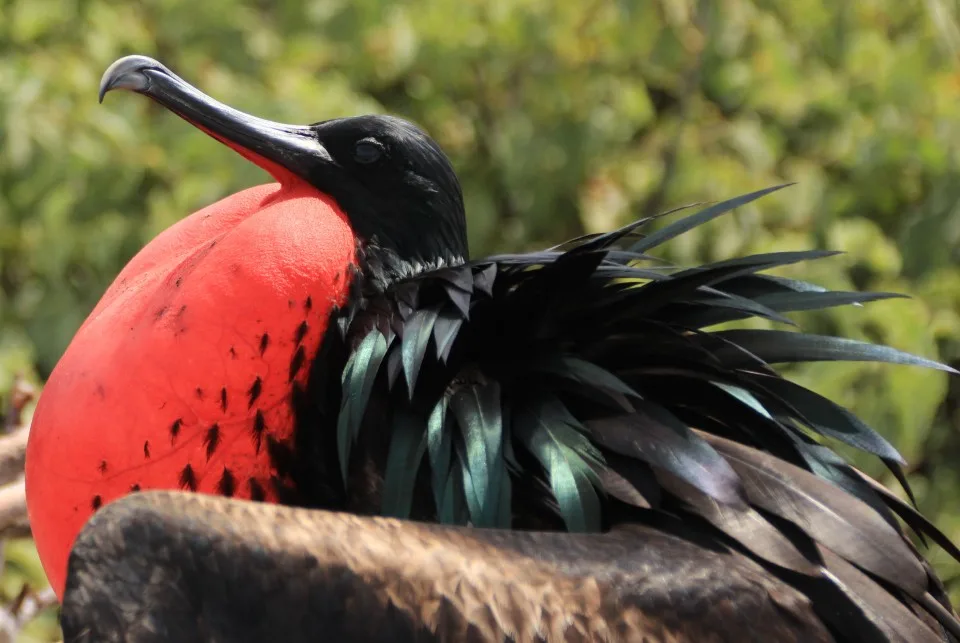 The Galapagos Islands, Birds of a Feather, Galapagos Finches, Galapagos Islands, Galápagos Islands, Galapagos birds