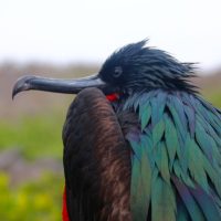 The Galapagos Islands, Birds of a Feather, Galapagos Finches, Galapagos Islands, Galápagos Islands, iguana, Top Reasons to Visit Galapagos Islands, best places to visit in Ecuador, best time to visit Ecuador and Galapagos, 7 day Galapagos cruise
