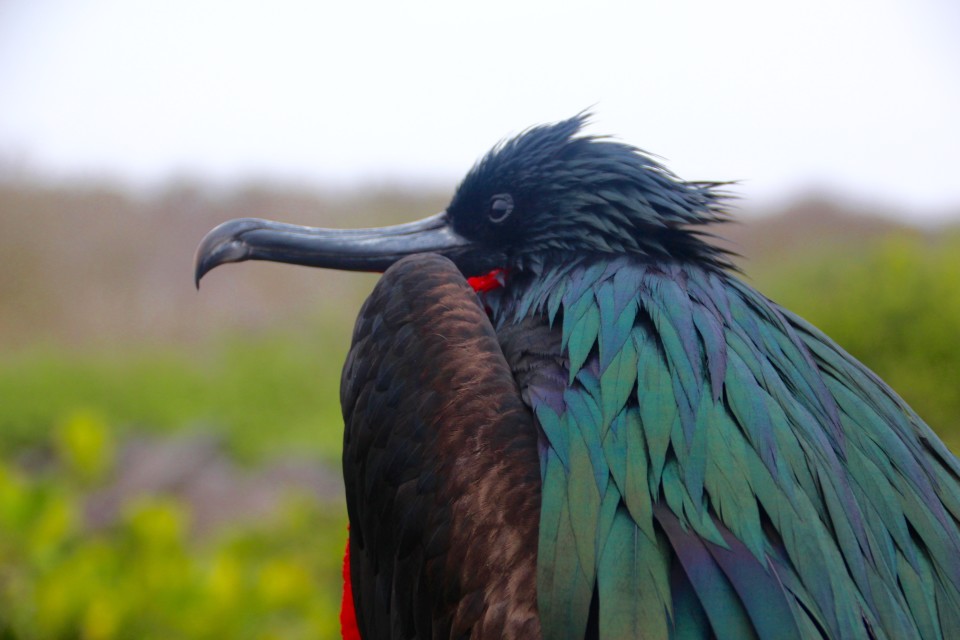 The Galapagos Islands, Birds of a Feather, Galapagos Finches, Galapagos Islands, Galápagos Islands