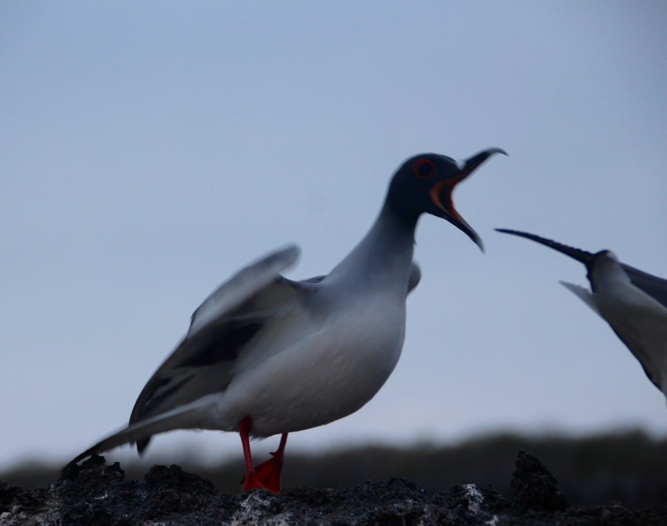 The Galapagos Islands, Birds of a Feather, Galapagos Finches, Galapagos Islands, Galápagos Islands