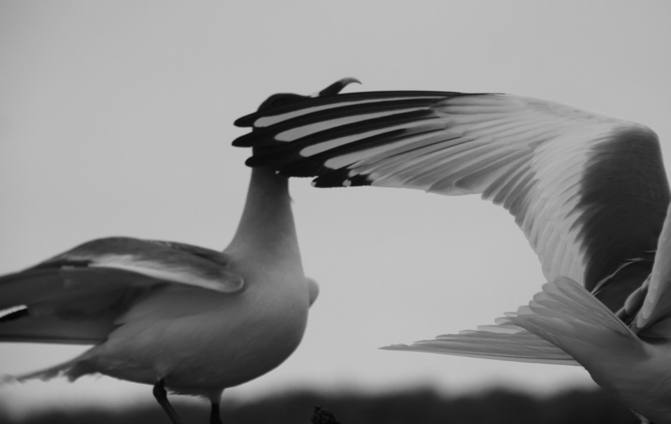 The Galapagos Islands, Birds of a Feather, Galapagos Finches, Galapagos Islands, Galápagos Islands, galapagos bird