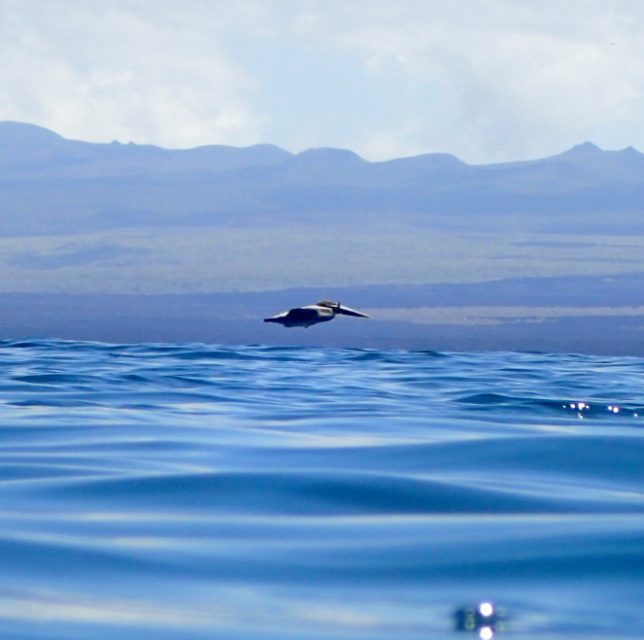 The Galapagos Islands, Birds of a Feather, Galapagos Finches, Galapagos Islands, Galápagos Islands