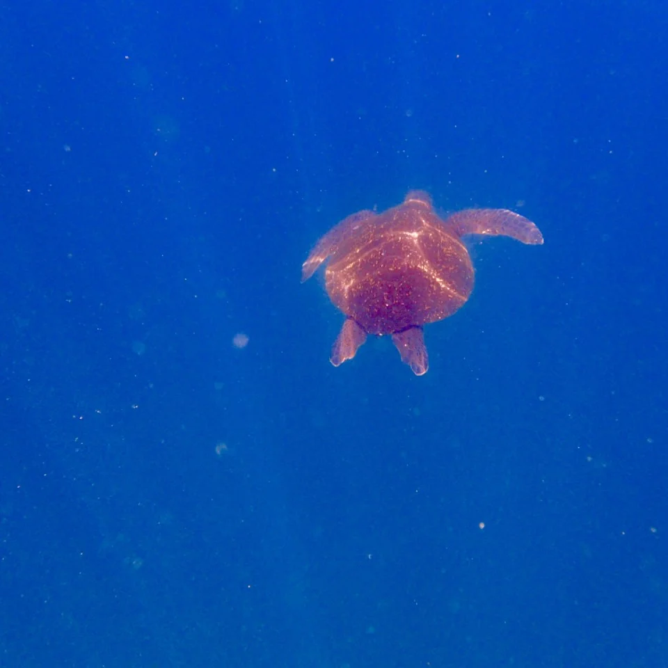 Galapagos Sea Turtle, The Galapagos Islands: An Archipelago Like No Other on Earth, Eclipse Yacht, Adventure Smith Explorations, Photo by PointsandTravel.com