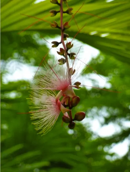 Port Dickson Attractions, Port Dickson Beach, Malaysia, flowers, tropical