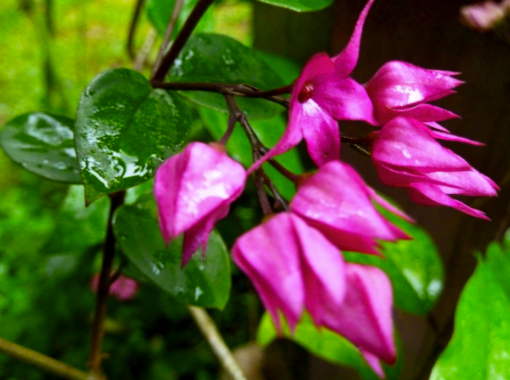 Port Dickson Attractions, Port Dickson Beach, Malaysia, flowers, tropical