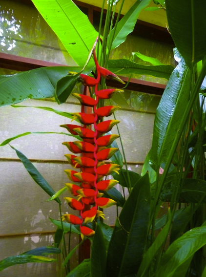 Port Dickson Attractions, Port Dickson Beach, Malaysia, flowers, tropical