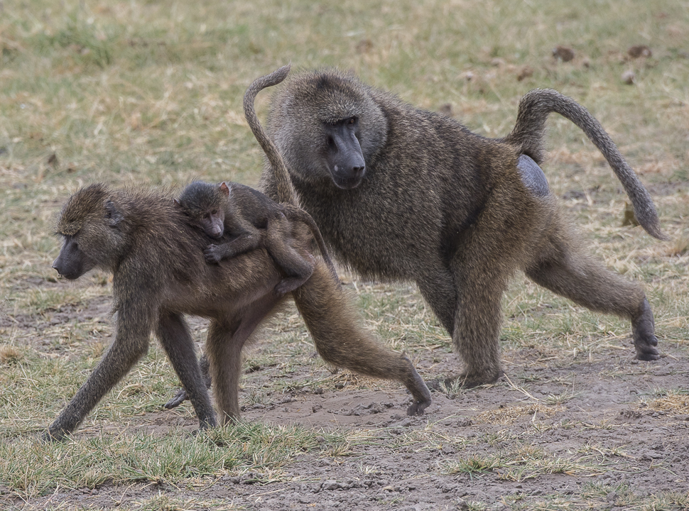 Seduced by the Serengeti, Africa, African Safari, the Serengeti