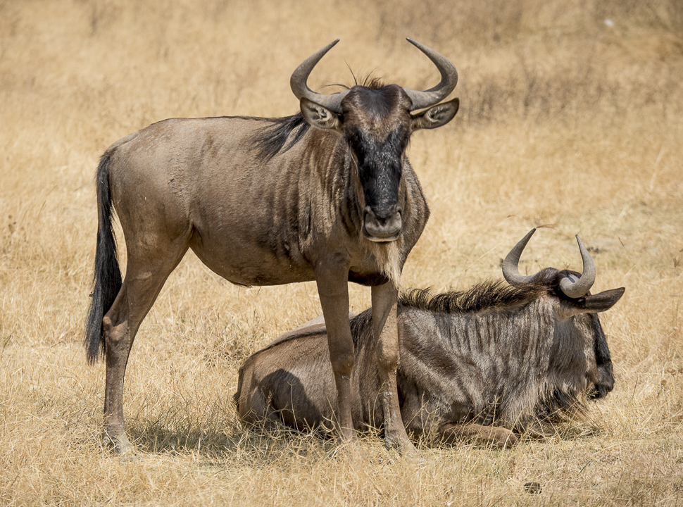 Seduced by the Serengeti, Africa, the Serengeti