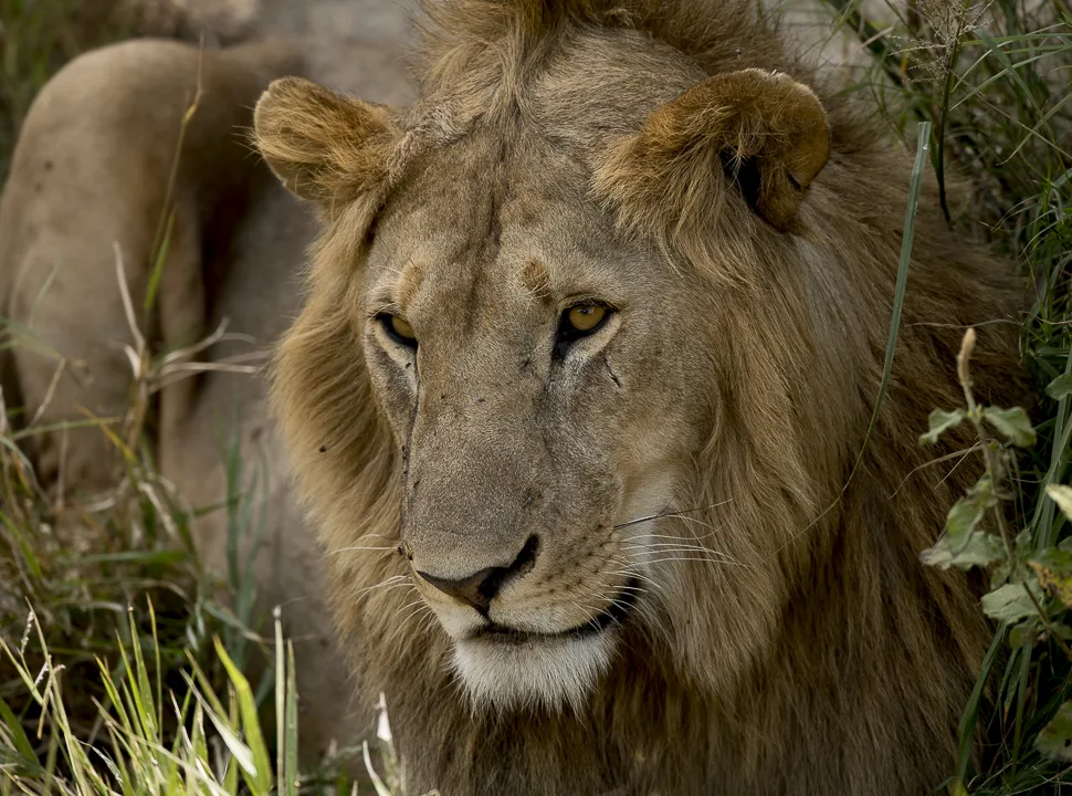 Seduced by the Serengeti, Africa, the Serengeti