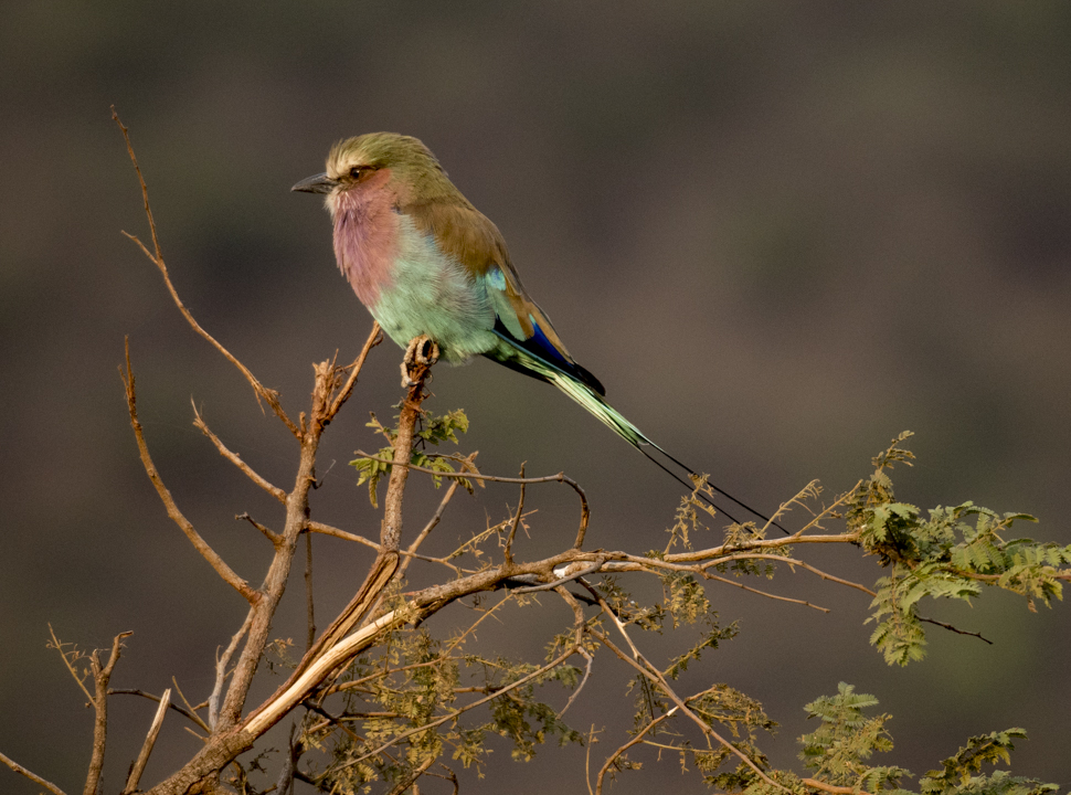 Seduced by the Serengeti, Africa, the Serengeti