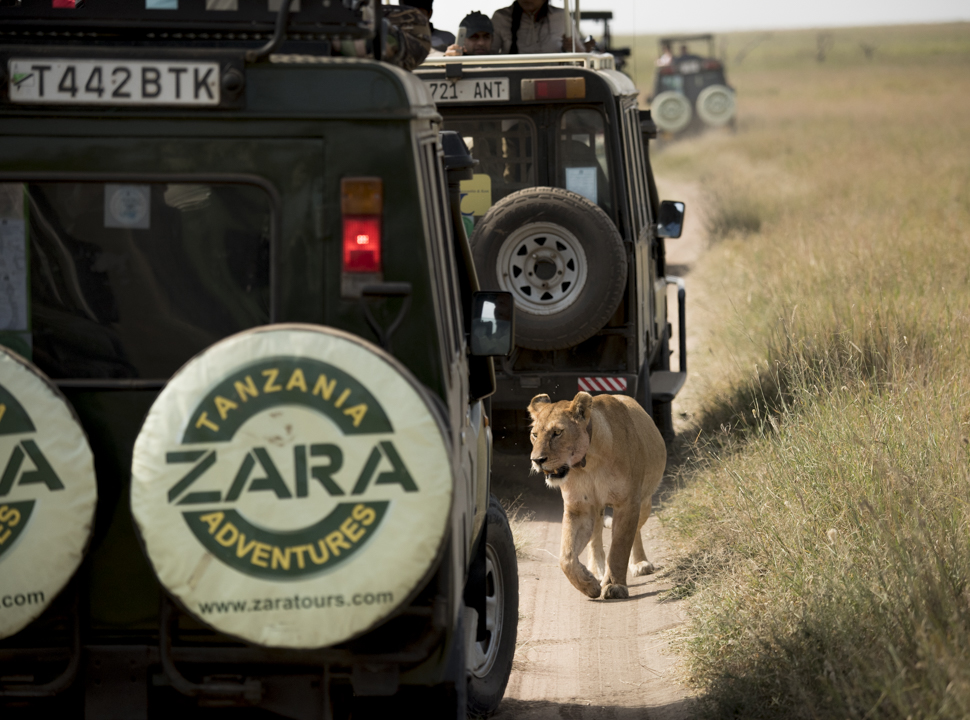 Seduced by the Serengeti, Africa, African Safari, the Serengeti