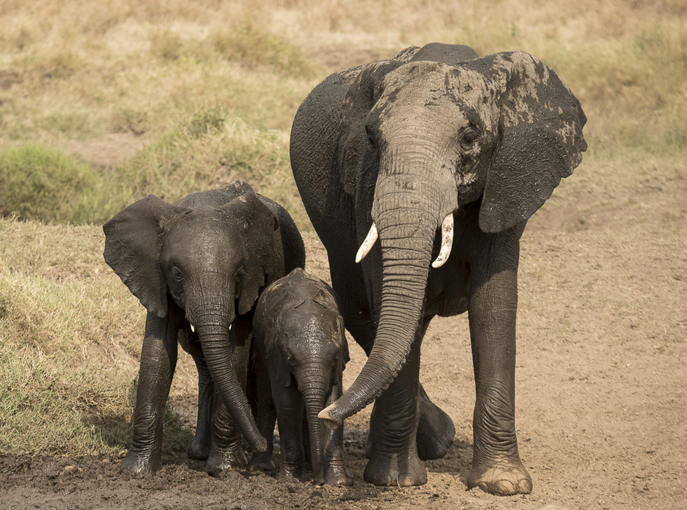 Seduced by the Serengeti, Africa, African Safari, the Serengeti