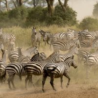 Seduced by the Serengeti, Africa, African Safari, the Serengeti