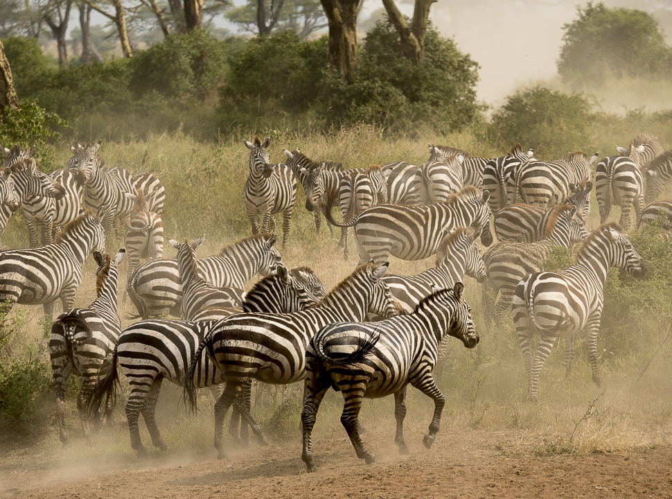 Tanzania Safari: Seduced by the Serengeti