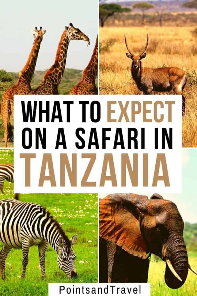 What to expect on a Safari in Tanzania Africa, Seduced by the Serengeti, Africa, African Safari, the Serengeti, #AfricanSafari #Safari #Tanzania