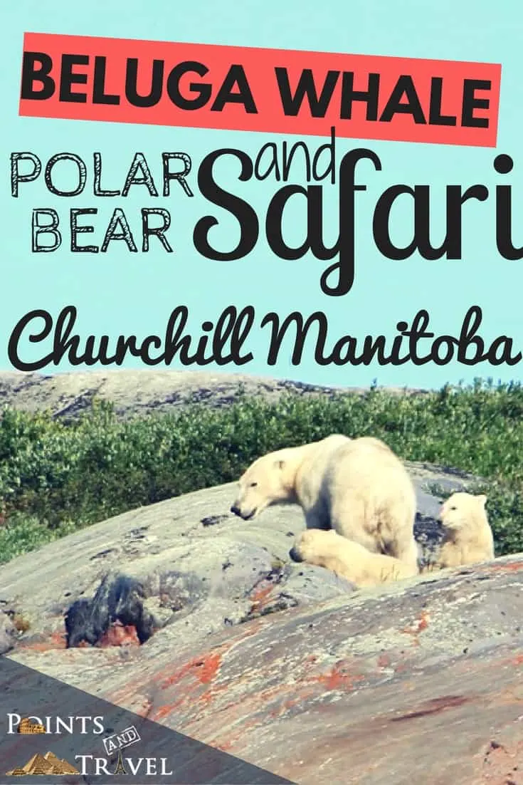 Polar Bear Pictures, Photo Safari