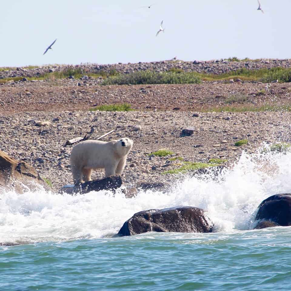 Polar Bear Pictures, Photo Safari