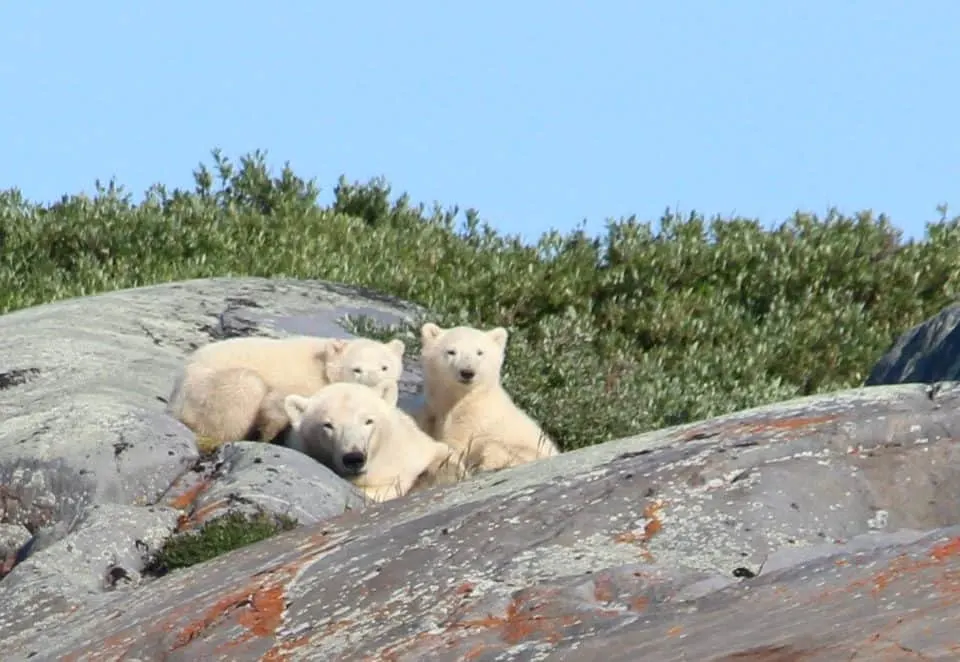 Polar Bear Pictures, Photo Safari