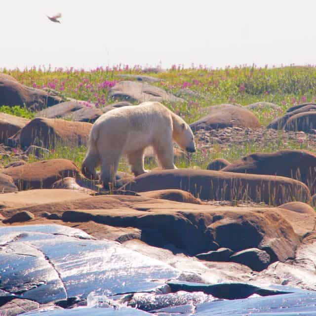 Polar Bear Pictures, Photo Safari